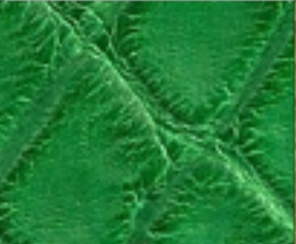 spring green