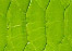 patte green