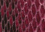 fuschia