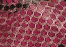 indian pink